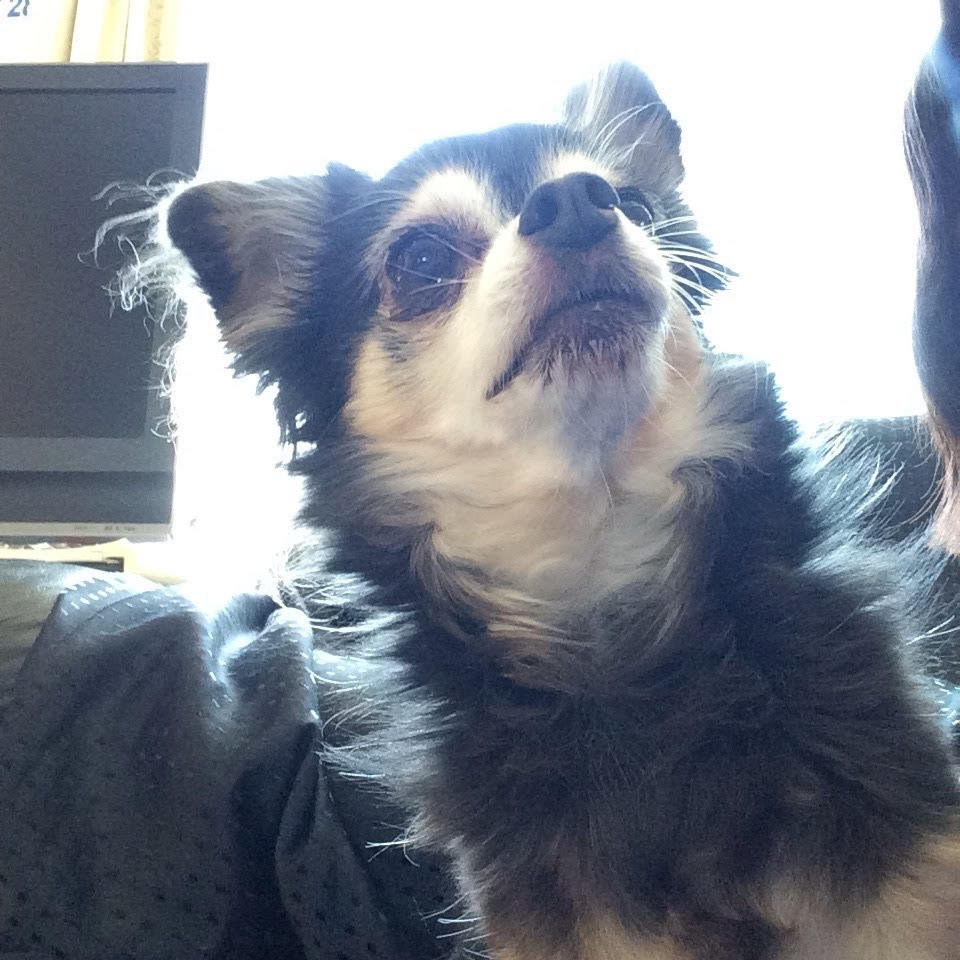 チワワのチョコちゃんの写真